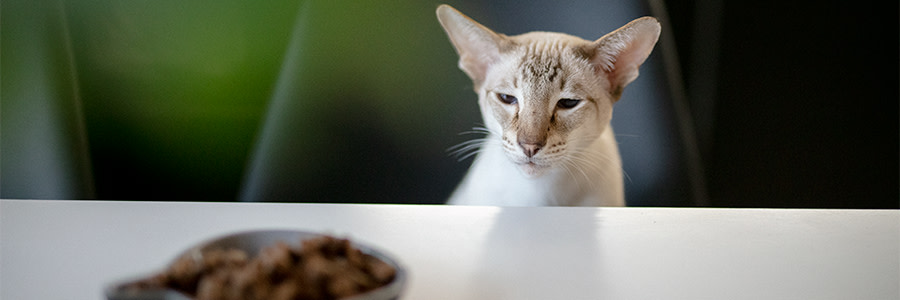 Katt som tittar tveksamt på en matskål
