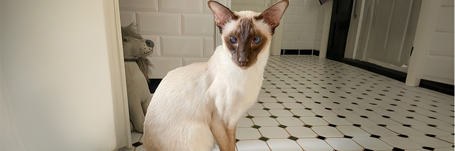 Siames katt