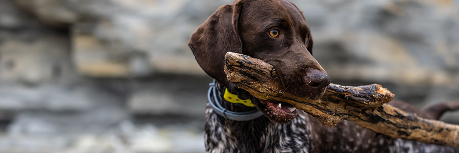 ARTICLE/DOG/BREED/GERMAN SHORTHAIRED POINTER DESKTOP 900x300