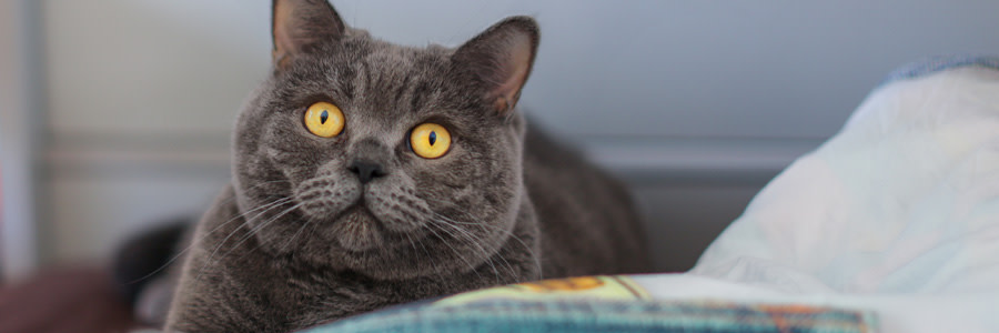 Brittisk kosthår katt