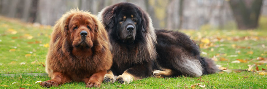 Tibetansk mastiff