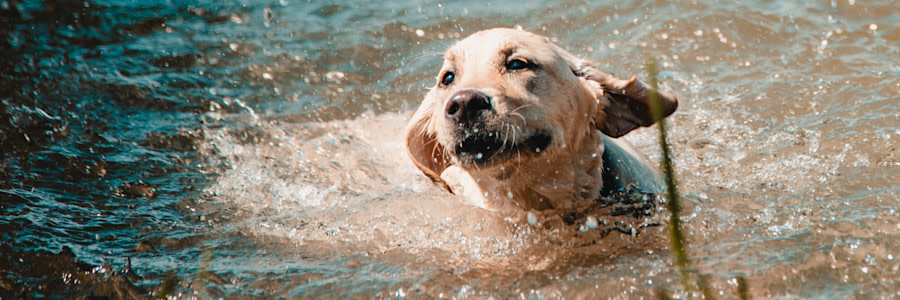Hund som simmar i vattnet