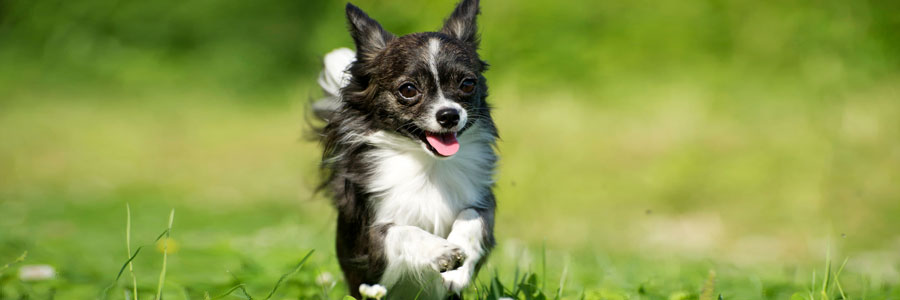 ARTICLE/DOG/BREED/CHIHUAHUA DESKTOP 900x300
