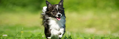 ARTICLE/DOG/BREED/CHIHUAHUA DESKTOP 900x300