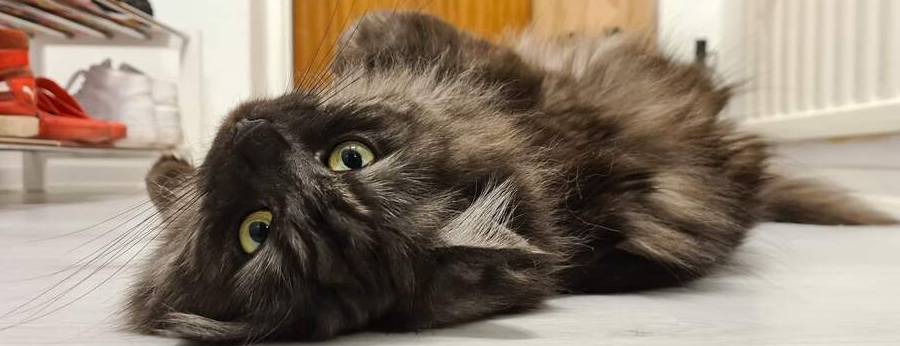 Katt som ligger på rygg