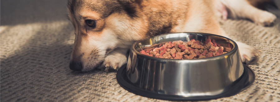 Hund som ligger framför en fylld matskål och tittar bort