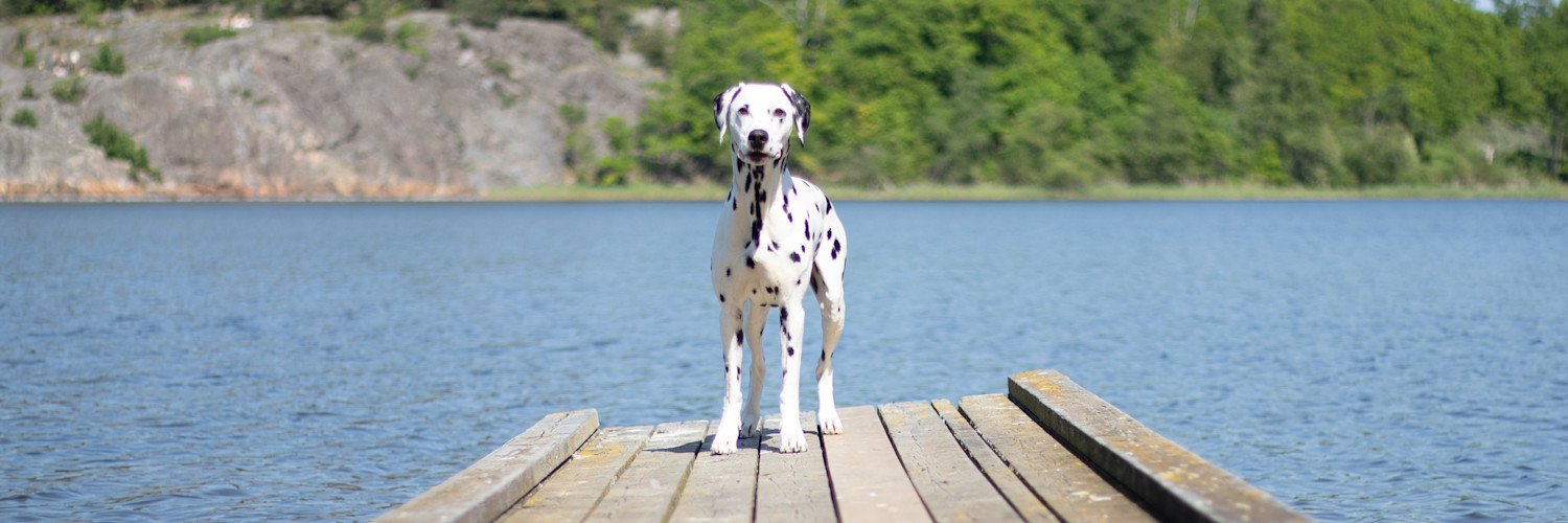 ARTICLE/DOG/BREED/DALMATIAN DESKTOP 900x300