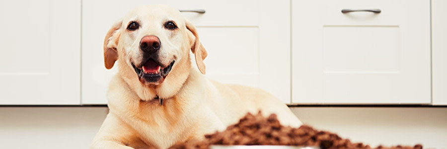 Hund som ligger på köksgolvet med en hög torrfoder framför sig