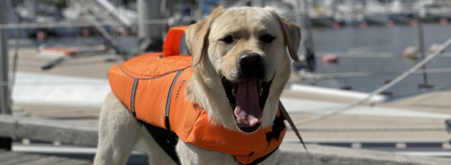 Hund med flytväst