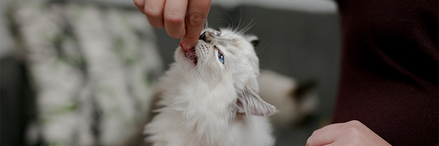 Katt som blir matad med kattgodis
