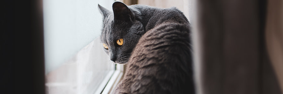 Chartreux katt