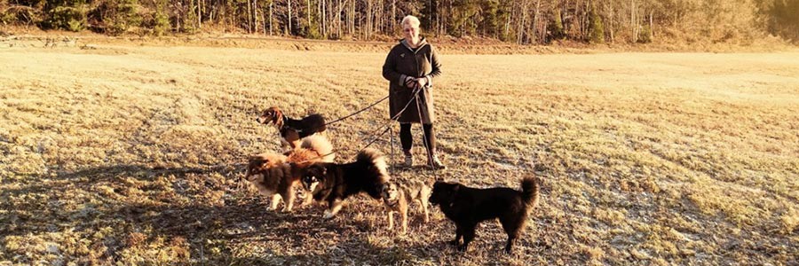 Linda med fem hundar i koppel