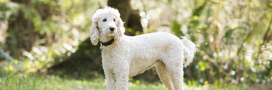 ARTICLE/DOG/BREED/STANDARD POODLE DESKTOP 900x300