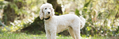 ARTICLE/DOG/BREED/STANDARD POODLE DESKTOP 900x300
