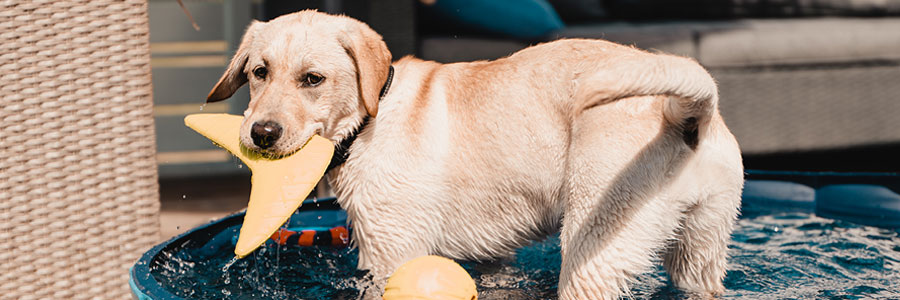 ARTICLE/DOG/BREED/LABRADOR RETRIEVER DESKTOP 900x300