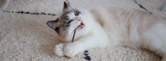 Katten ligger på marken och tuggar på en leksak.