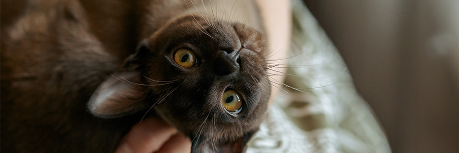 Burma katt