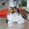 Maine Coon