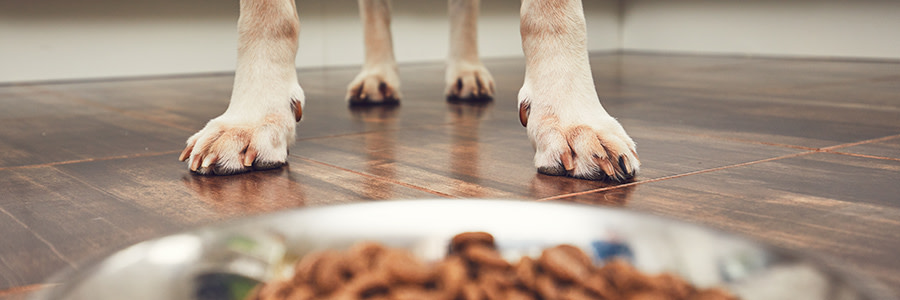 Hundtassar framför en matskål