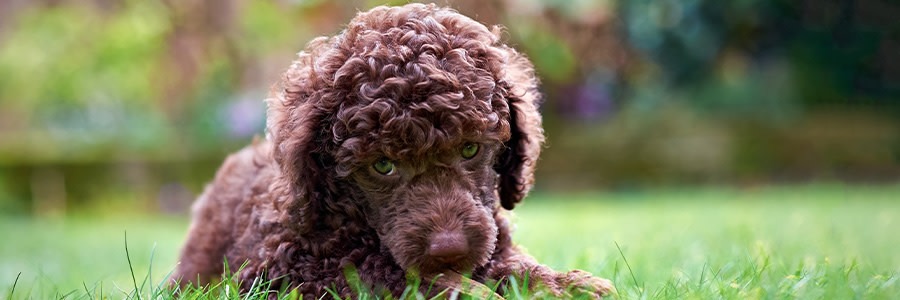 ARTICLE/DOG/BREED/MINITURE POODLE DESKTOP 900x300