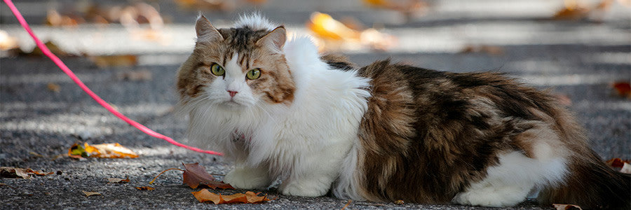 En katt i koppel utomhus