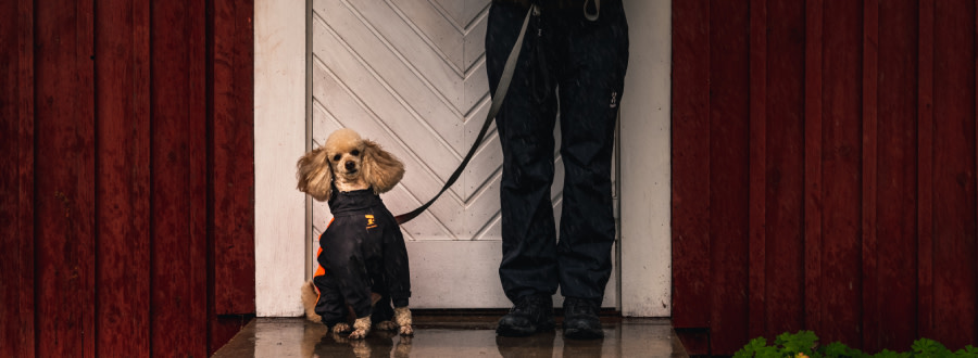 Hund som sitter i koppel vid sidan av en person