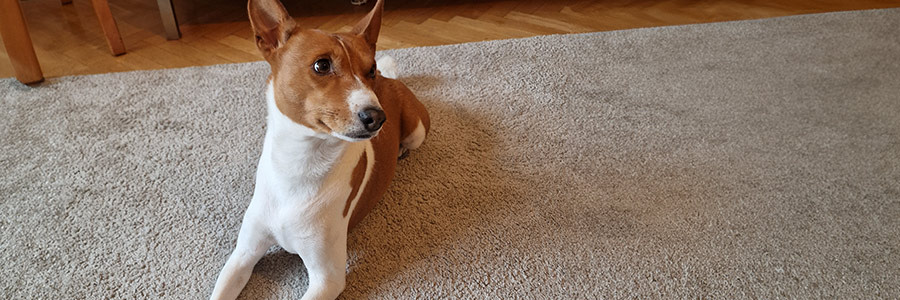 Hund som vilar på en matta i hemmet