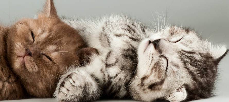 Två kattungar som sover