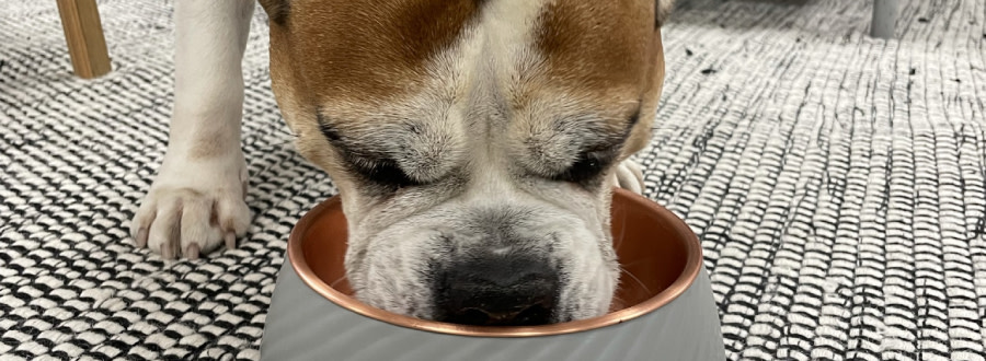 Hund som äter ur en matskål