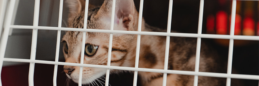 Katt i transportbur