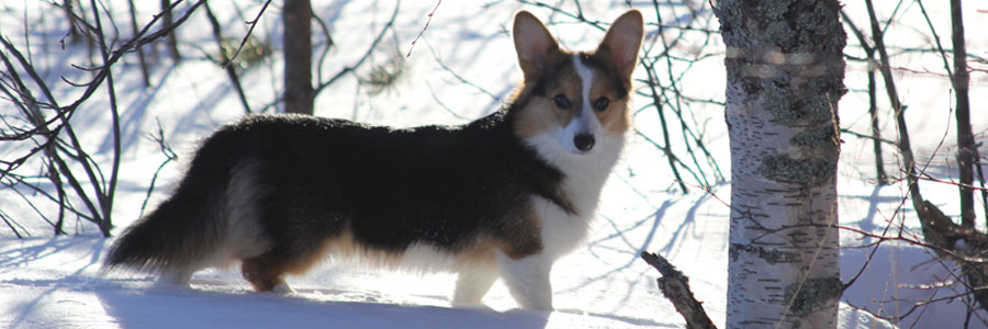 Welsh corgi pembroke