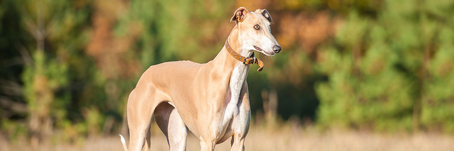 ARTICLE/DOG/BREED/GREYHOUND DESKTOP 900x300
