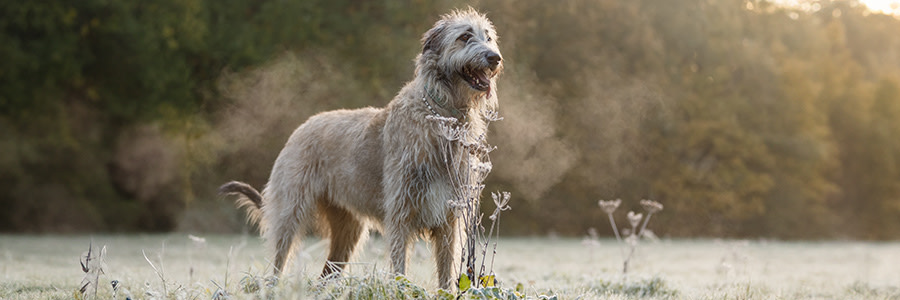 ARTICLE/DOG/BREED/IRISH WOLFHOUND DESKTOP 900x300