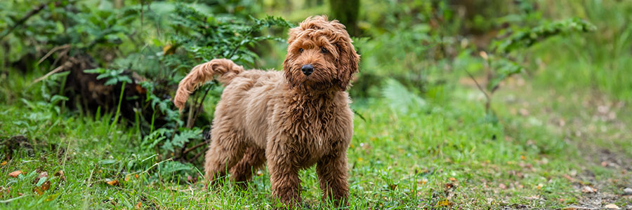 ARTICLE/DOG/BREED/COCKERPOO DESKTOP 900x300