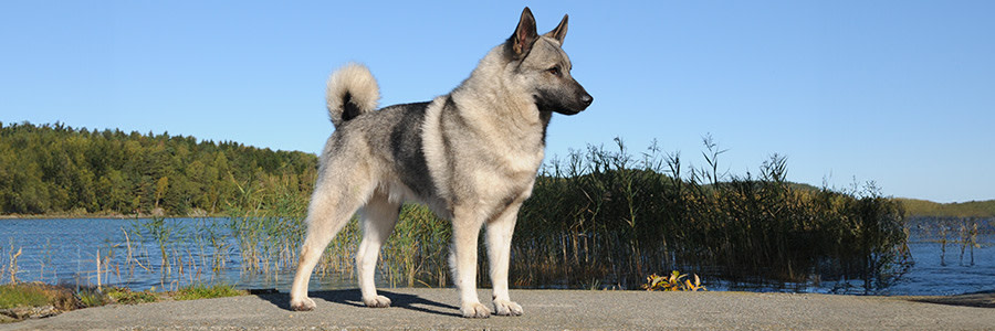 Gråhund står vid vattnet