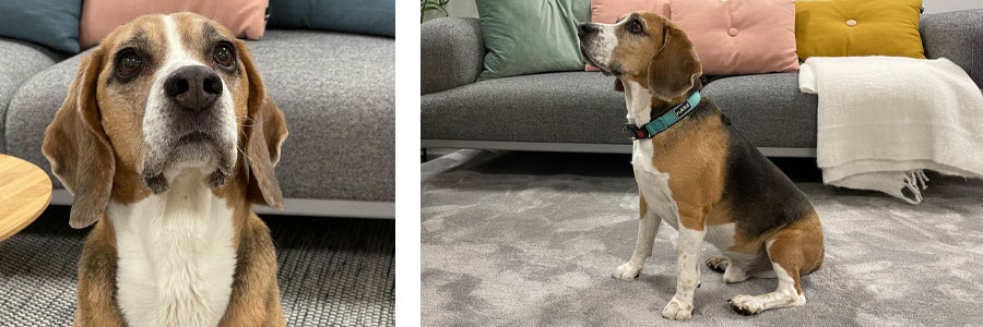 ARTICLE/DOG/BREED/BEAGLE DESKTOP 900x300