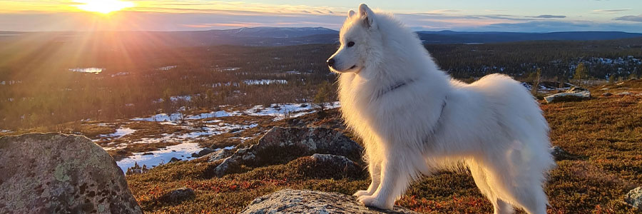 Samojed som står uppe på ett berg i solnedgången