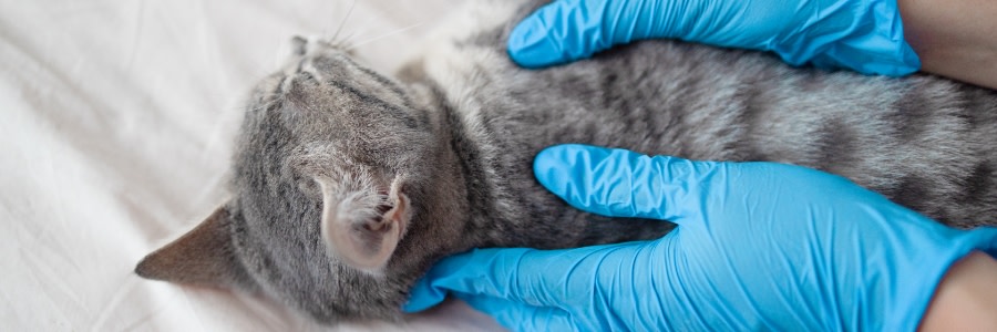 Katt som hålls av veterinär med blå plasthandskar