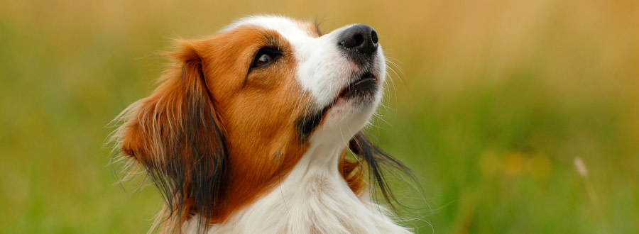 Närbild på hund som ser uppåt
