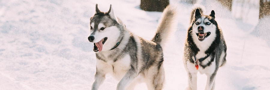 ARTICLE/DOG/BREED/SIBERIAN HUSKY DESKTOP 900x300