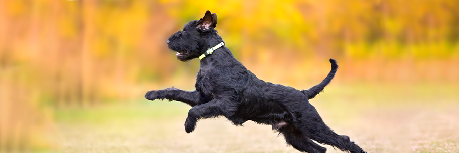 Risenschnauzer