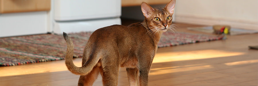 Abessinier katt