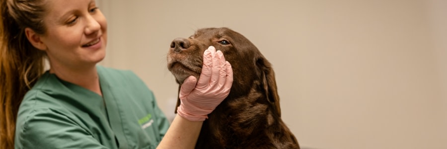 Hund som undersöks av veterinär