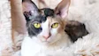 Cornish-rex-arken-zoo-900x300