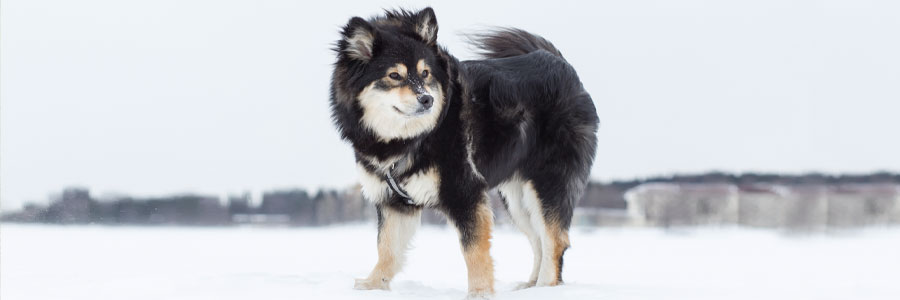 Bild på finsk lapphund i snön