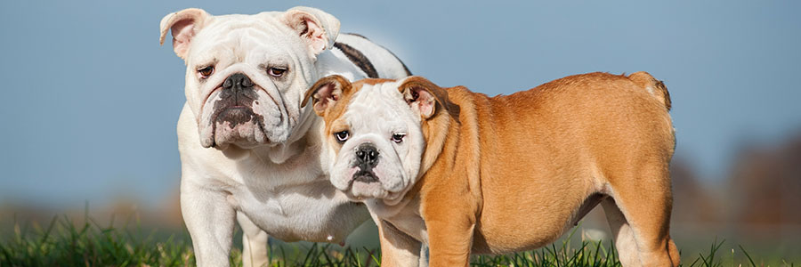 Bulldog