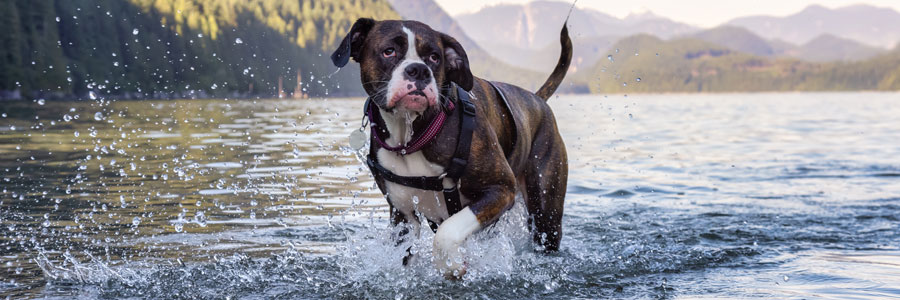 Boxer