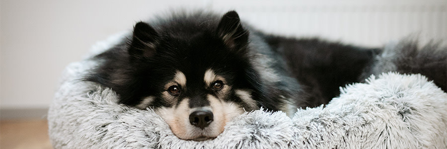 Hund som vilar i en hundbädd