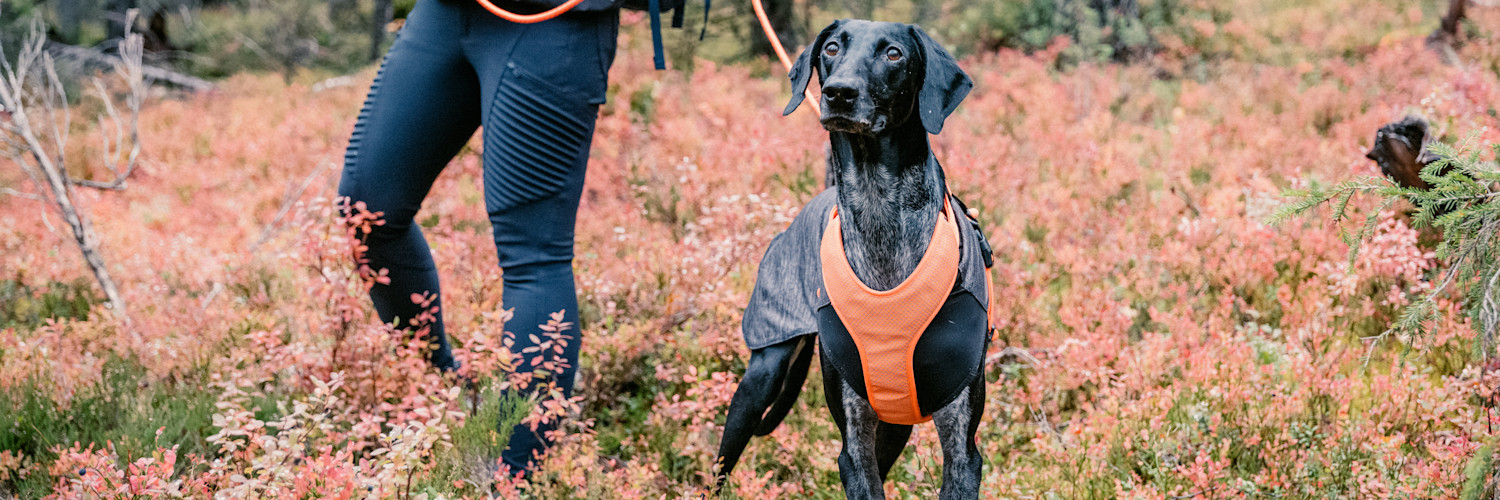 Hund i säle står i höstlig miljö