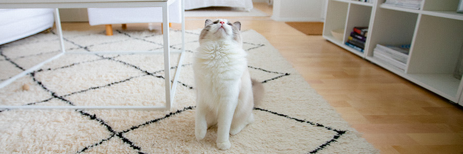 Katt som tittar upp